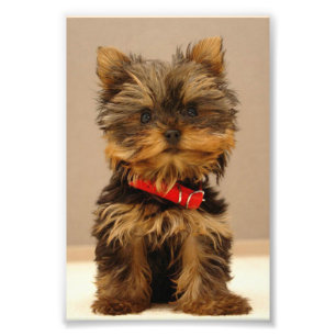Yorkshire Terrier Puppy Fotodruck