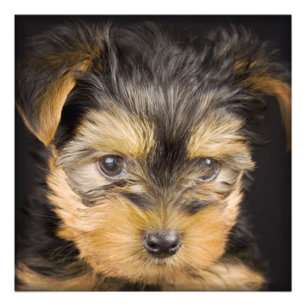 Yorkshire Terrier Puppy Fotodruck