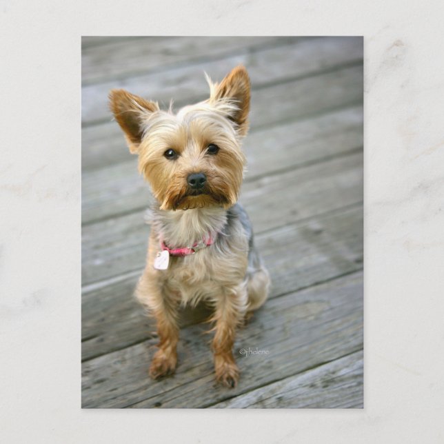 Yorkshire Terrier Puppy - jhelene Design Postkarte (Vorderseite)