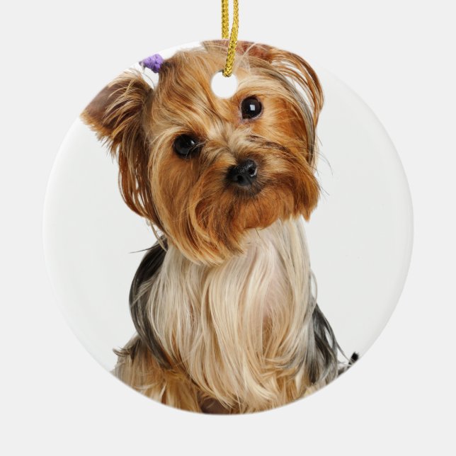 Yorkshire Terrier Puppy Keramikornament (Vorne)
