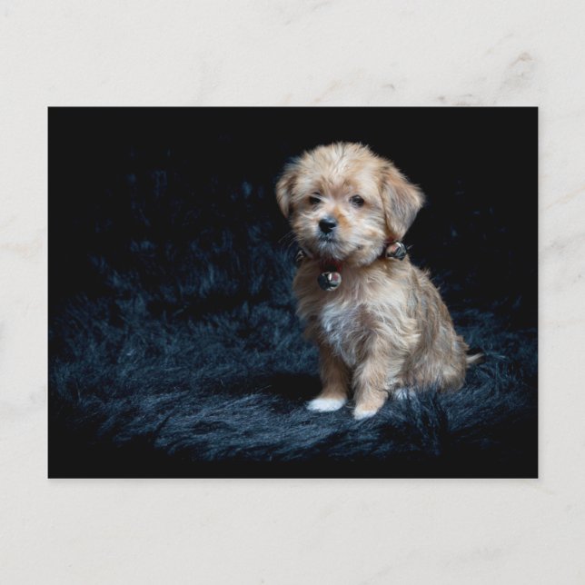 Yorkshire Terrier Puppy Postcard Postkarte (Vorderseite)