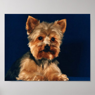 Yorkshire Terrier Puppy Poster