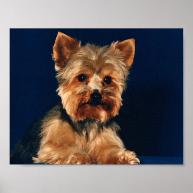 Yorkshire Terrier Puppy Poster (Vorne)