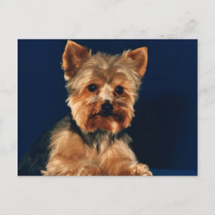 Yorkshire Terrier Puppy Postkarte