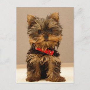 Yorkshire Terrier Puppy Postkarte