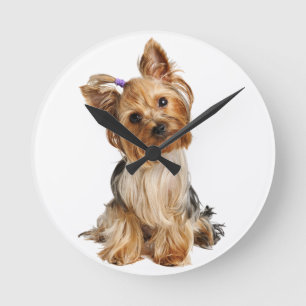Yorkshire Terrier Puppy Runde Wanduhr