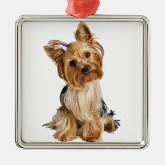 Yorkshire Terrier Puppy Silbernes Ornament