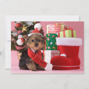Yorkshire Terrier Puppy und Weihnachten