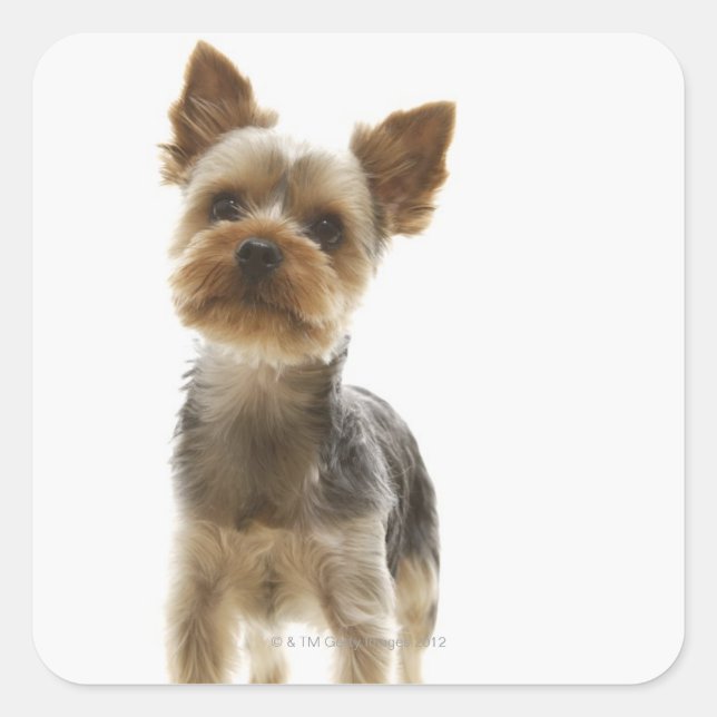 Yorkshire Terrier Quadratischer Aufkleber (Vorderseite)