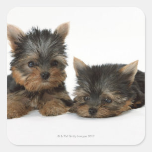 Yorkshire Terrier Quadratischer Aufkleber
