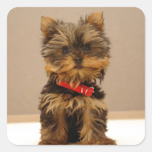 Yorkshire Terrier Quadratischer Aufkleber