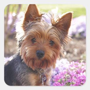 Yorkshire Terrier Quadratischer Aufkleber