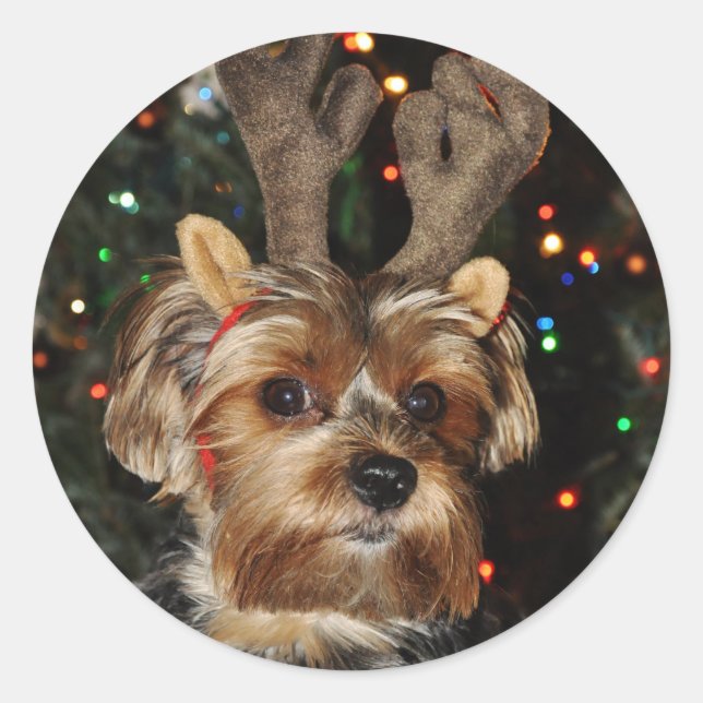 Yorkshire Terrier Round Sticker (Vorderseite)