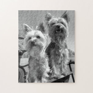 Yorkshire-Terrier, Schwarzweiss, Puzzle
