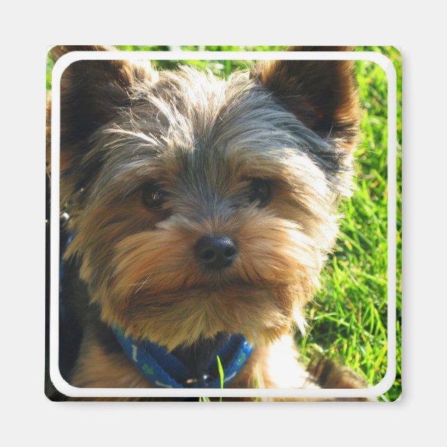 Yorkshire Terrier Square Magnet (Vorne)
