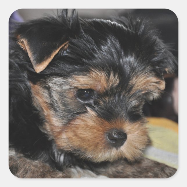 Yorkshire Terrier Square Sticker (Vorderseite)