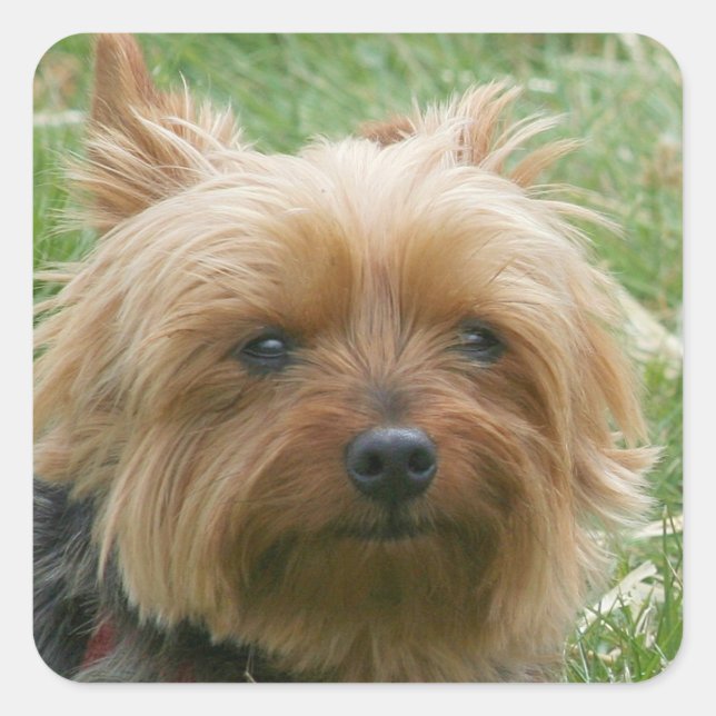 Yorkshire Terrier Stickers (Vorderseite)