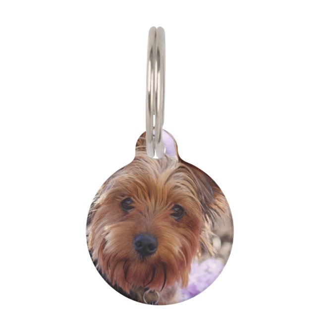 Yorkshire Terrier Tiermarke (Vorderseite)