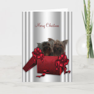 Yorkshire Terrier Weihnachten
