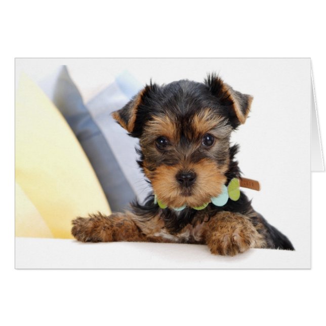  Yorkshire Terrier Welpe Doppy Blank Card (Vorderseite (Horizontal))