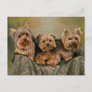 Yorkshire Terrier Welpe - Hallo, Liebe Postkarte