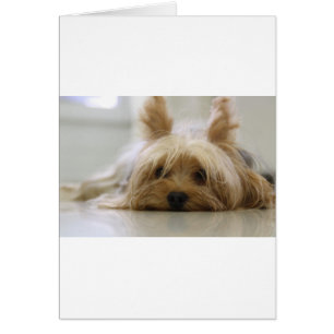 Yorkshire Terrier Welpe Haustier süßer Hunde Gesic