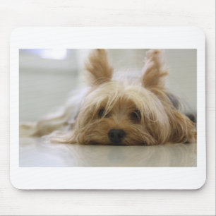 Yorkshire Terrier Welpe Haustier süßer Hunde Gesic Mousepad