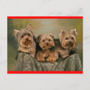 Yorkshire Terrier Welpe Hund Gruß Postkarte