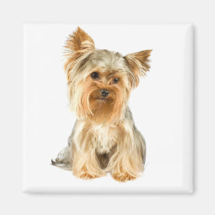 Yorkshire Terrier Welpe Hund Kühlschrankmagnet Magnet