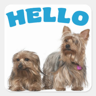 Yorkshire Terrier Welpenhund Blau Hallo Aufkleber