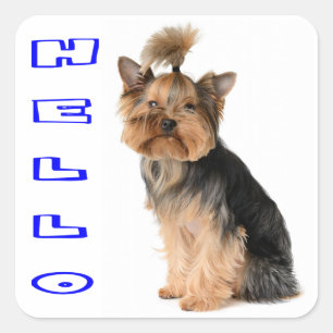 Yorkshire Terrier Welpenhund Blau Hallo Quadratischer Aufkleber