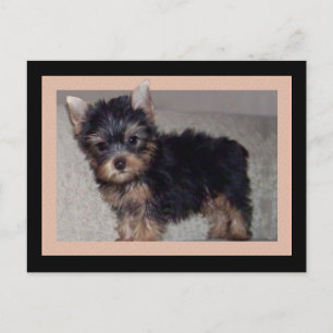 Yorkshire Terrier Welpenpostkarte Postkarte