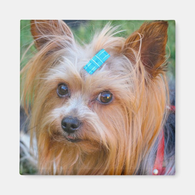 Yorkshire Terrier Yorkie Favorite Breed  Magnet (Vorne)