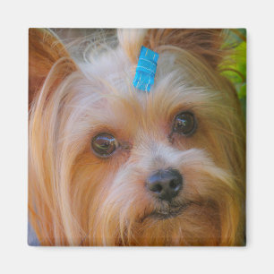 Yorkshire Terrier Yorkie Favorite Breed Magnet