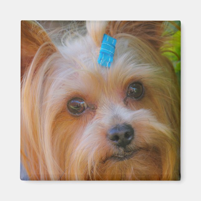 Yorkshire Terrier Yorkie Favorite Breed Magnet (Vorne)