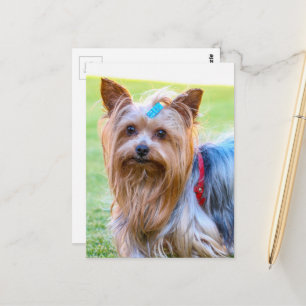Yorkshire Terrier Yorkie Favorite Breed Postkarte