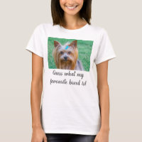 Yorkshire Terrier Yorkie Guess Lieblingszucht