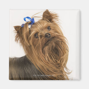 Yorkshire Terrier / Yorkie. Lebhafte Rasse Magnet