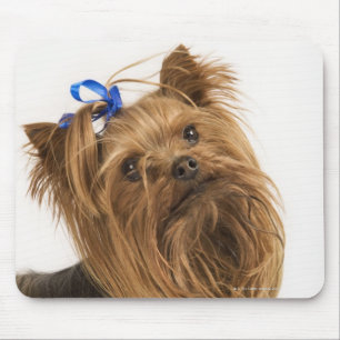 Yorkshire Terrier / Yorkie. Lebhafte Rasse Mousepad