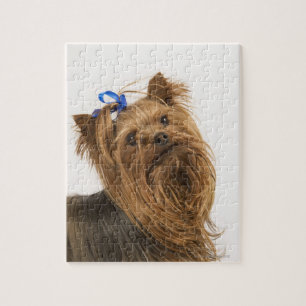 Yorkshire Terrier / Yorkie. Lebhafte Rasse Puzzle