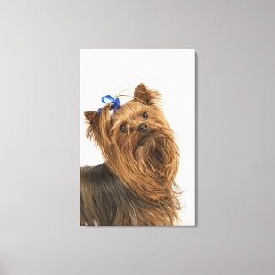 Yorkshire Terrier/Yorkie. Lebhafte Zucht von Leinwanddruck