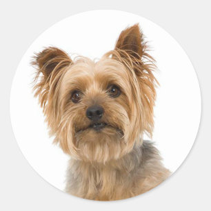 Yorkshire Terrier Yorkie Liebe Puppy Dog Mama Vate Runder Aufkleber