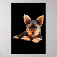 Yorkshire Terrier Yorkie Puppy Dog