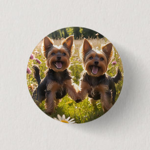 Yorkshire Terriers spielen im Gras Button