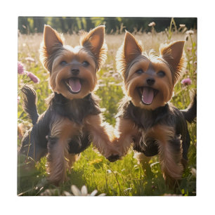 Yorkshire Terriers spielen im Gras Fliese
