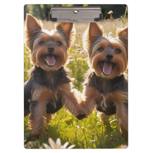 Yorkshire Terriers spielen im Gras Klemmbrett