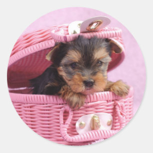 Yorkshire-Terrierwelpe Runder Aufkleber