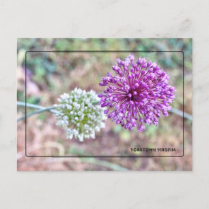 Yorktown Onion Postcard - Historic Virginia Postkarte