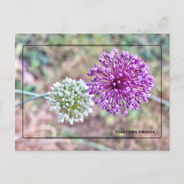 Yorktown Onion Postcard - Historic Virginia Postkarte (Vorderseite)