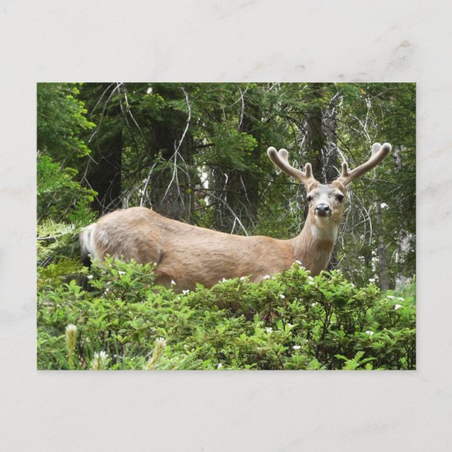 Yosemite Deer Nature Fotografy Postkarte (Vorderseite)